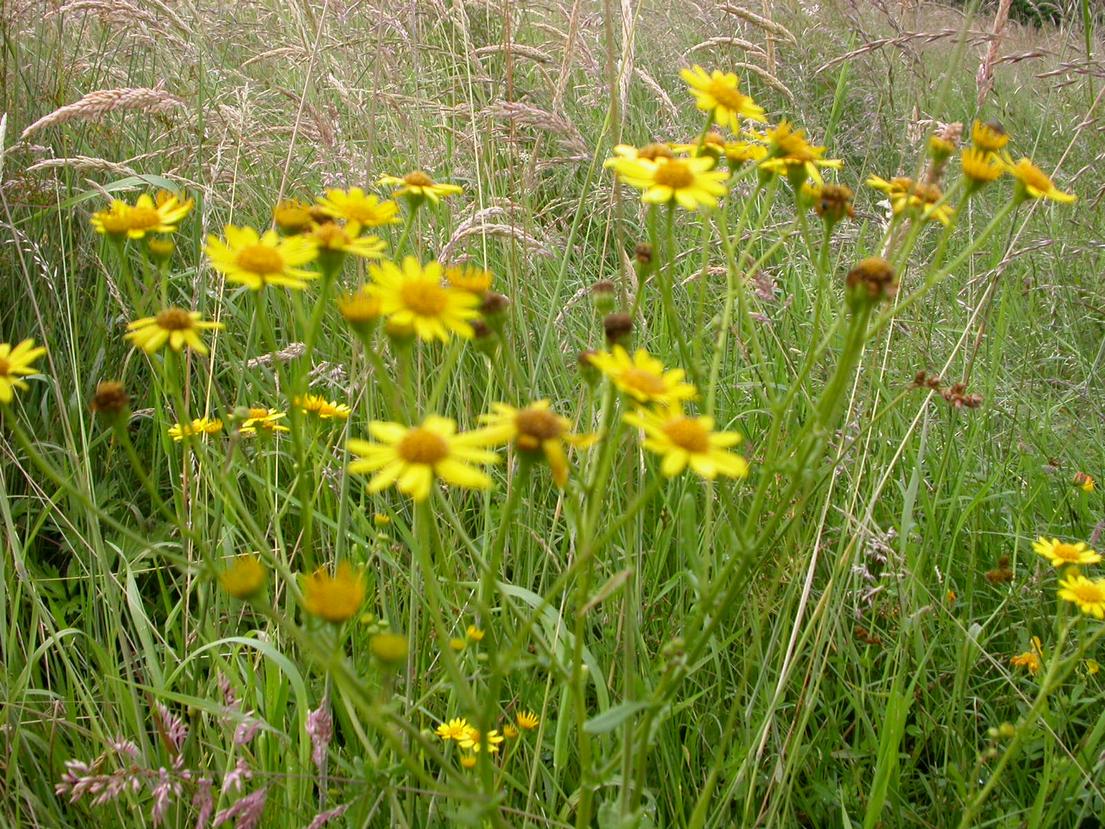 20070622_191118.JPG