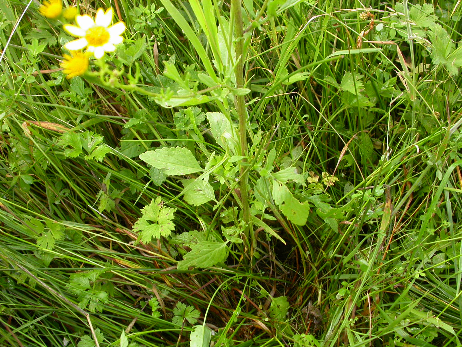 20070622_191126.JPG