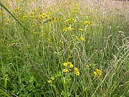 20070622_191030.JPG