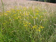 20070622_191049.JPG