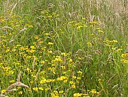 20070622_191217.JPG