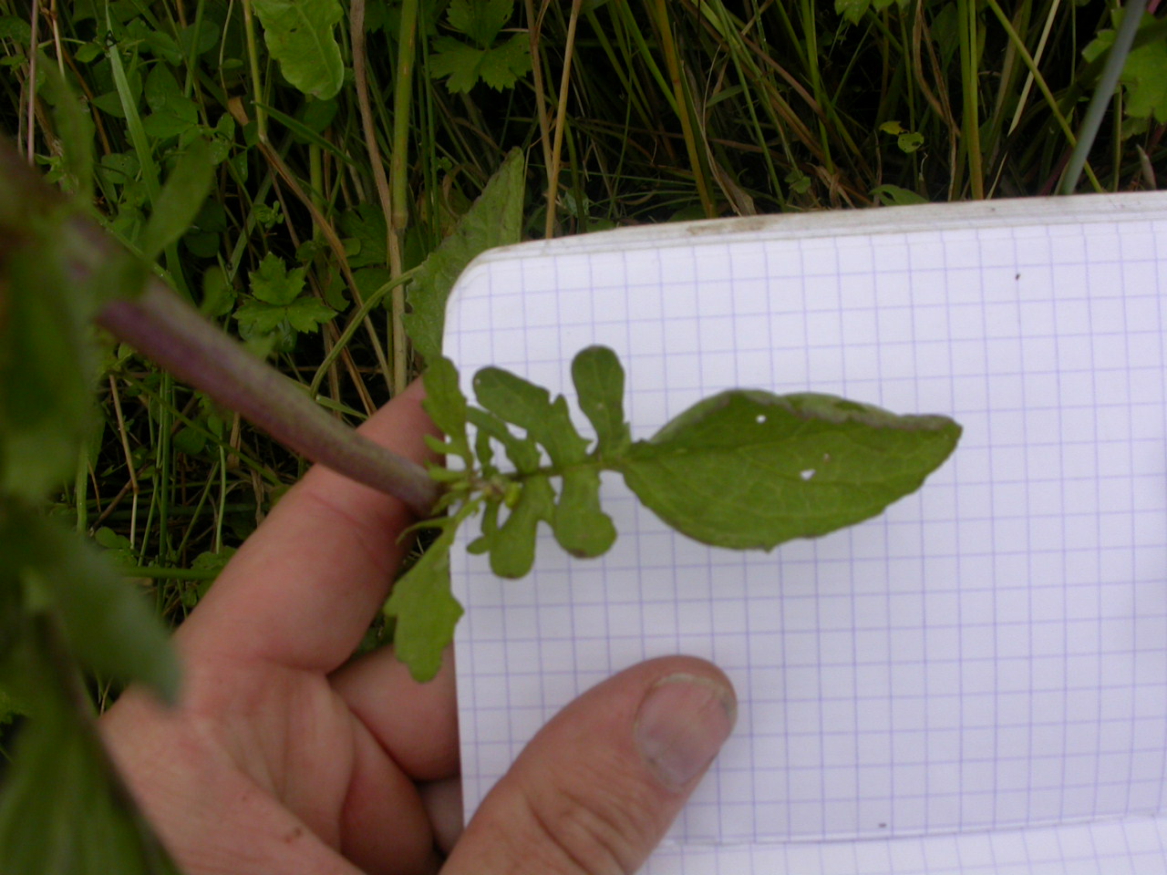 20070630_121206.JPG