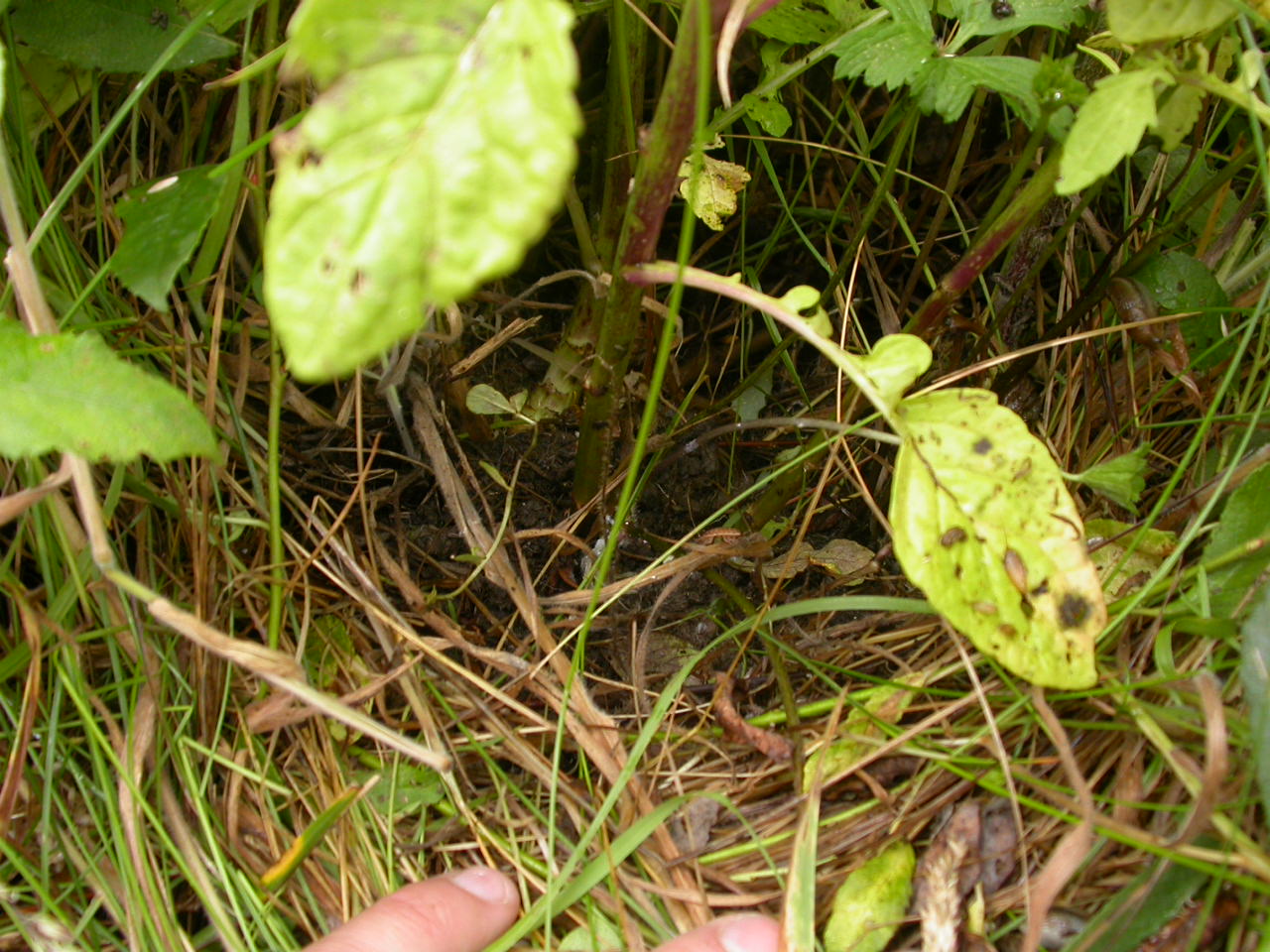 20070630_121713.JPG