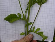 20070630_121621.JPG