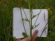 20070630_121639.JPG