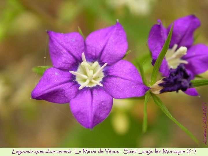 Legousia_speculum-veneris.jpg