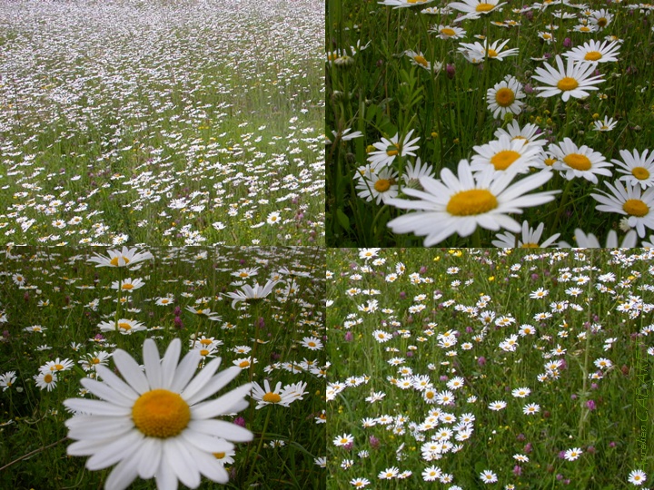 Leucanthemum_vulgare.jpg