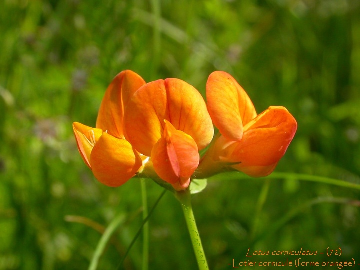 Lotus_corniculatus.jpg
