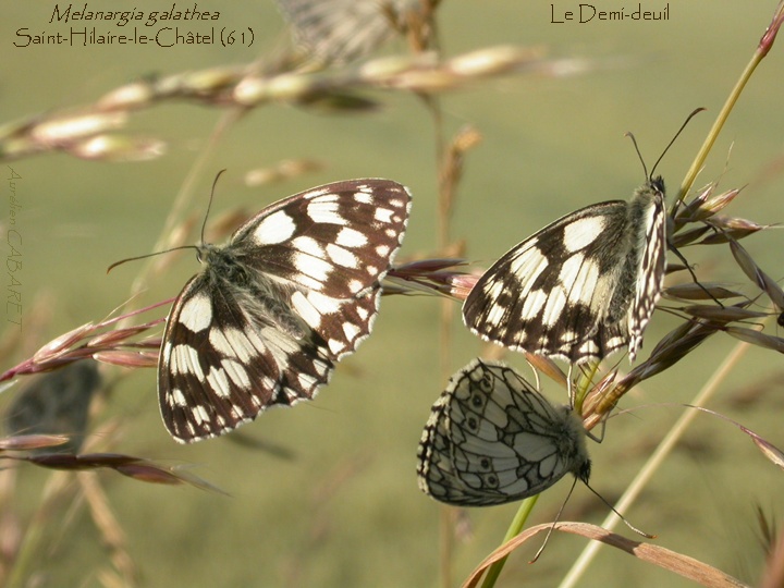 Melanargia_galathea.jpg