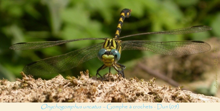 Onychogomphus_uncatus.jpg