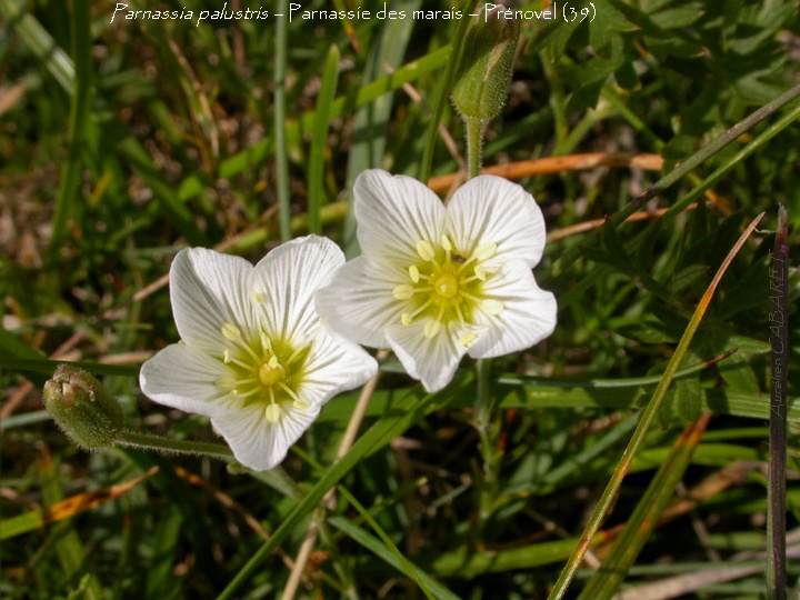 Parnassia_palustris.jpg
