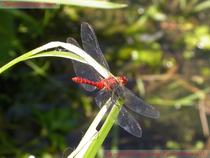 Sympetrum_sanguineum.jpg