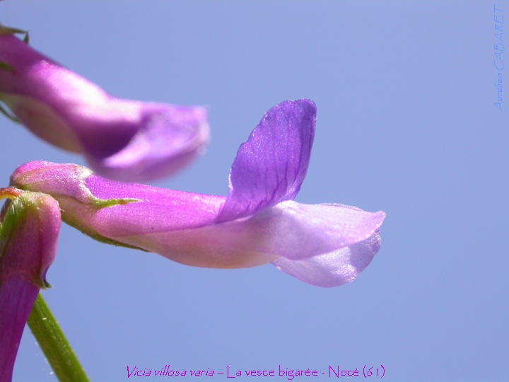 Vicia_villosa_varia.jpg