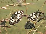 Melanargia_galathea.jpg