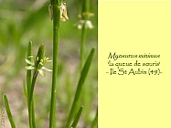 Myosurus_minimus.jpg