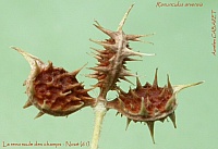 Ranunculus_arvensis.jpg