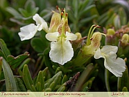 Teucrium_montanum.jpg