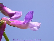 Vicia_villosa_varia.jpg