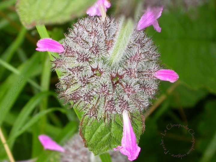 20070803_090927.jpg