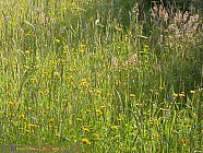 20070605_180543.jpg