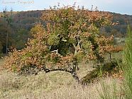 20071104_135709.jpg