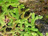 20070328_103500_jv.jpg