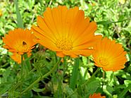 20070328_105740_jv.jpg
