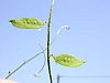 20060715_115437.JPG