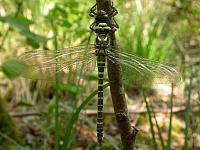 20070425_140935.JPG