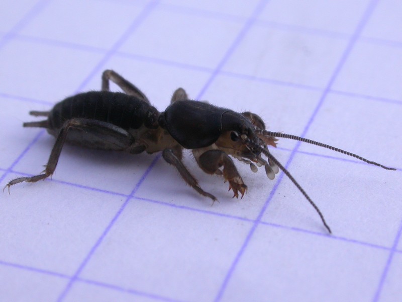 20090629_183323.JPG
