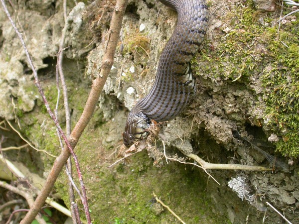 20070425_154638.JPG