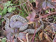 20080304_160456.JPG